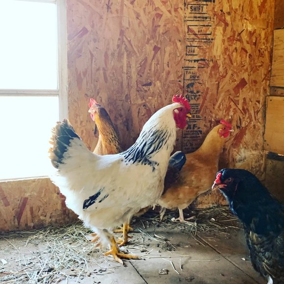 Meet your Posher, Tracy - Picture 1 of 1